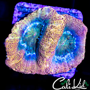 RAINBOW PASTEL BOWER DOUBLE