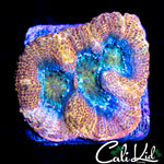 RAINBOW PASTEL BOWER TRIPLE