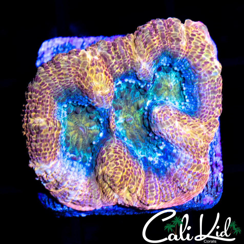 RAINBOW PASTEL BOWER TRIPLE