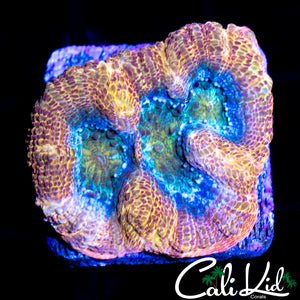 RAINBOW PASTEL BOWER TRIPLE
