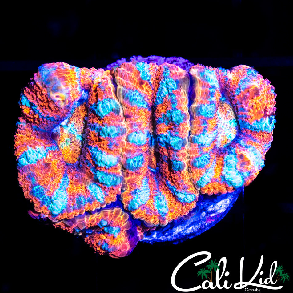 ULTRA RAINBOW ACAN QUAD