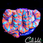 ULTRA RAINBOW ACAN QUAD