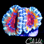 ULTRA RAINBOW ACAN LORD DOUBLE