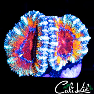 ULTRA RAINBOW ACAN LORD DOUBLE
