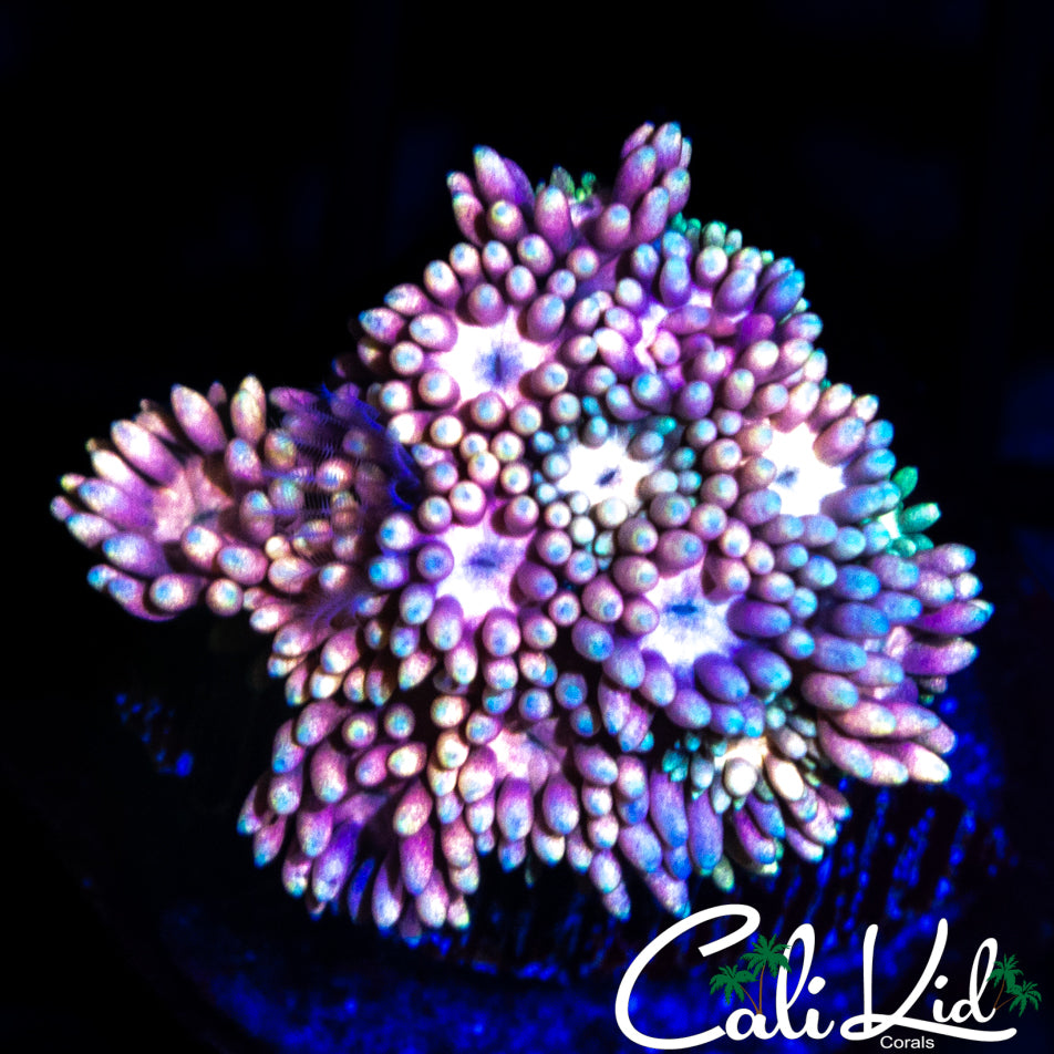 MALAYSIAN RAINBOW GONI