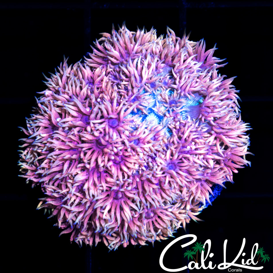 RAINBOW GONI COLONY