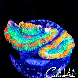 RARE ASIAN ACAN DOUBLE