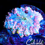 NEPTUNE BOUNCE MUSHROOM