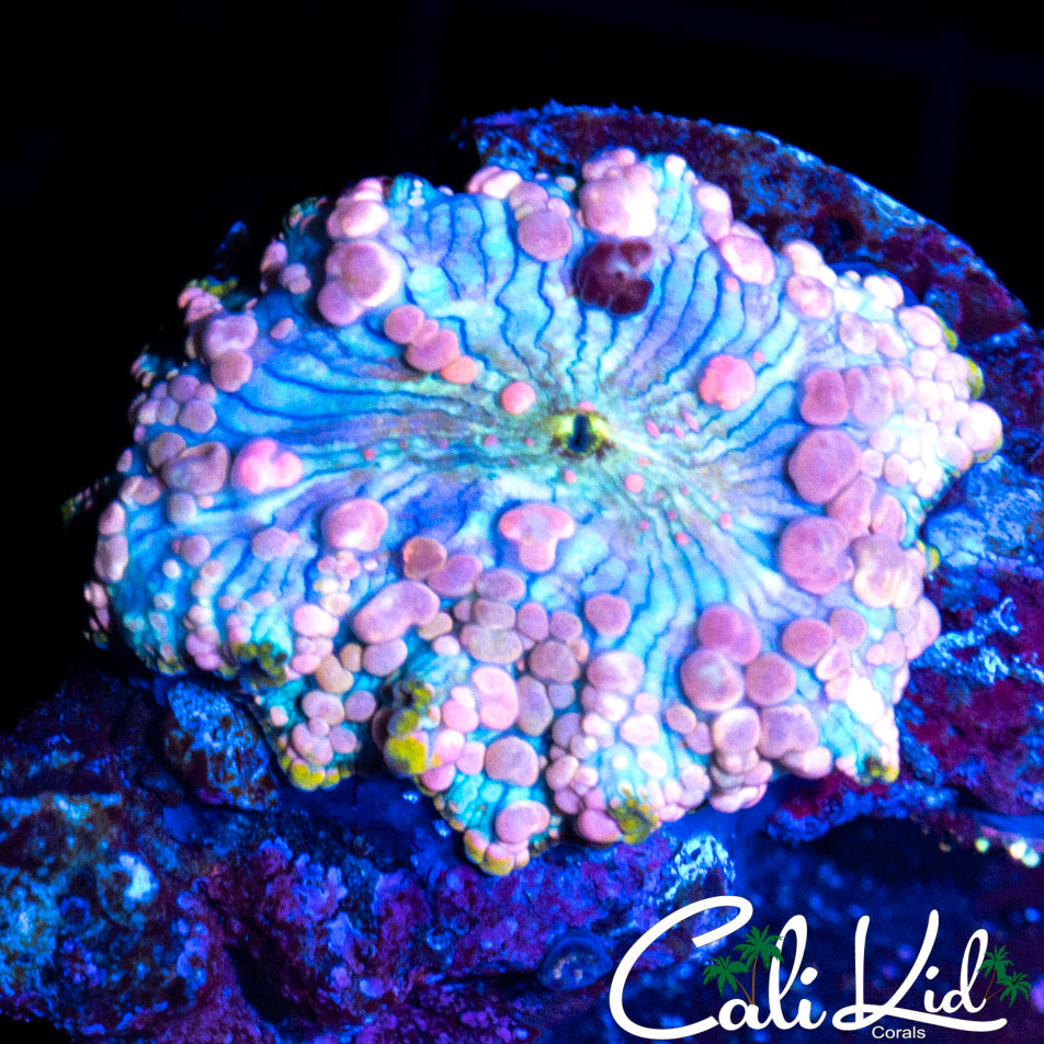 NEPTUNE BOUNCE MUSHROOM