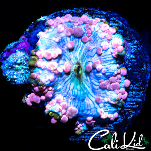 LARGE NEPTUNE BOUNCE MUSHROOM W/ BABIES