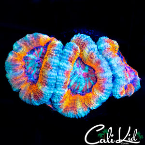 ULTRA RAINBOW ACAN TRIPLE