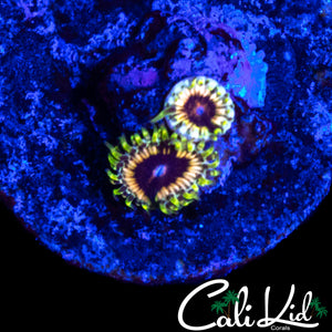 CK HELLRAZOR ZOA DOUBLE