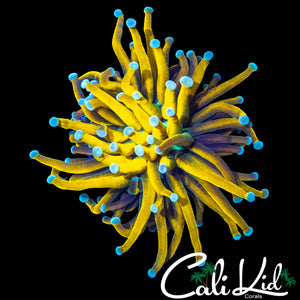 TEAL TIP BANANA VARIANT TORCH