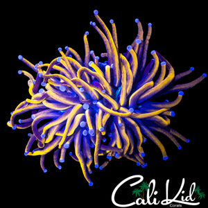 AQUACULTURED INDO 24K TORCH
