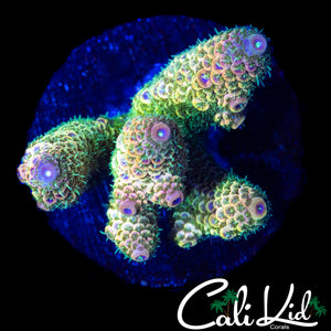 CK RAINBOW STAG MINI COLONY