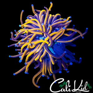 AQUACULTURED INDO 24K TORCH