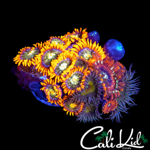BEAUTIFUL ASSORTED ZOA COLONY