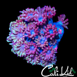 CK UNRELEASED RARE RAINBOW GONI