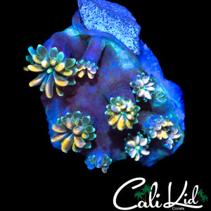 CK KALEIDOSCOPE GALAXIA