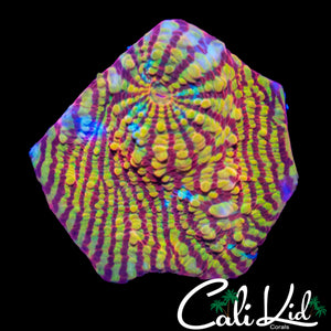 CK PINK CONVICT CHALICE