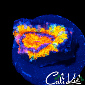 ULTIMATE RAINBOW ACAN