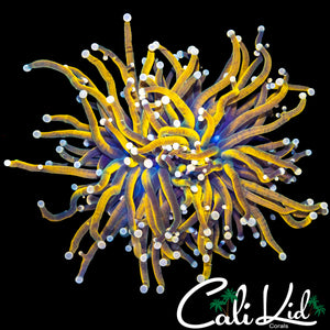 PINK TIP MEDUSA TORCH