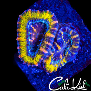 RARE GRAFTED ACAN DOUBLE
