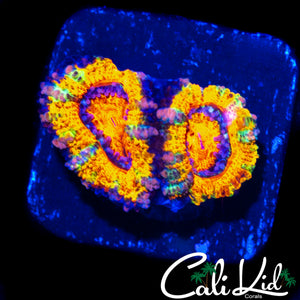 BLINDING RAINBOW ACAN DOUBLE