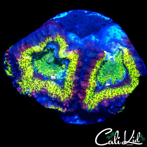 ULTRA RAINBOW ACAN DOUBLE