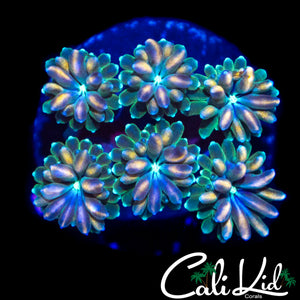 CK KALEIDOSCOPE GALAXIA