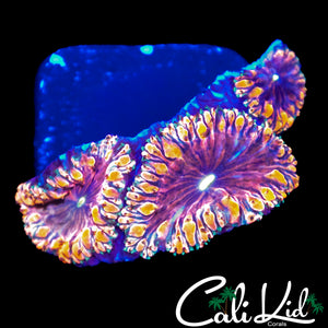 BEAUTIFUL RAINBOW BLASTO TRIPLE W/ PURPLE