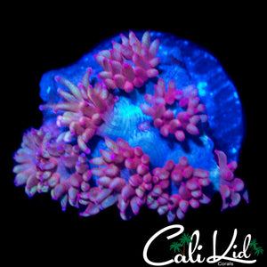 CK UNRELEASED RAINBOW GONI