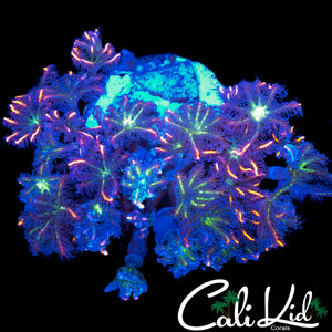 FIREWORKS CLOVES COLONY