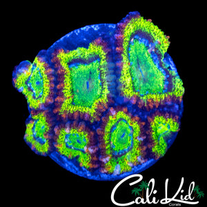 ULTRA RAINBOW ACAN MINI COLONY (VERY BRIGHT)