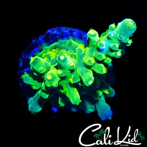GREEN SLIMER ACRO