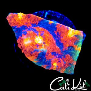 INSANE RAINBOW CHALICE