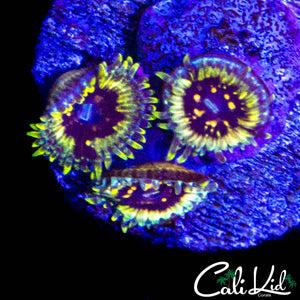 CK HELLRAZOR ZOA TRIPLE