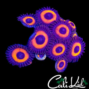 ULTRA ZOA MINI COLONY