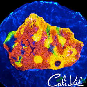 INSANE RAINBOW CHALICE MINI COLONY