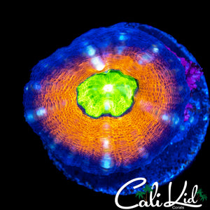 COOL 4 COLOR LOBO