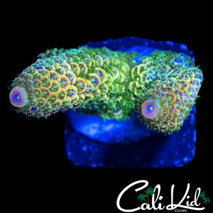 CK RAINBOW STAG