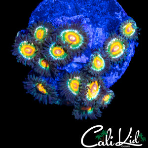 CK UNRELEASED ZOA COLONY