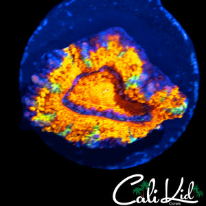 SPECKLED ULTRA RAINBOW ACAN