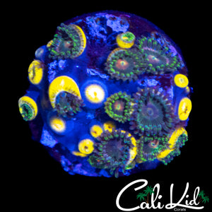 ASSORTED ZOA MINI COLONY