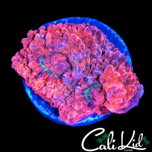 VOODOO CHALICE CHUNK