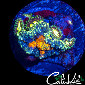 SUN SPOT RHODACTIS W/ UNRELEASED ZOAS