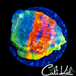 BEN'S PRIVATE COLLECTION RARE RAINBOW CHALICE