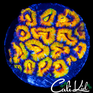 CK UNRELEASED RAINBOW ACAN COLONY (INSANE COLORS)