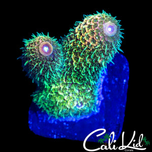 CK RAINBOW STAG