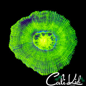 XL RARE PATTERN ASIAN ACAN